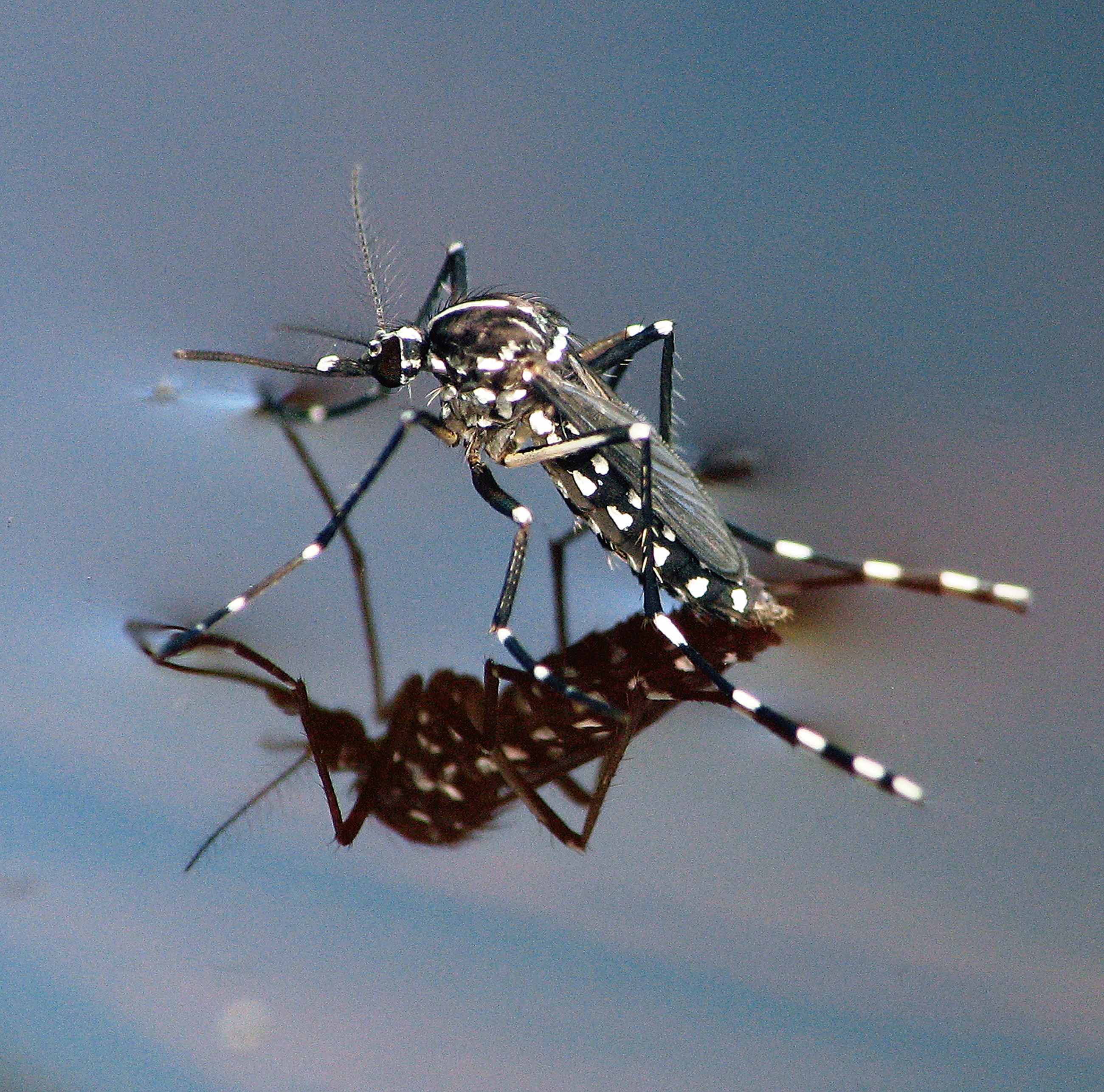 Aedes albopictus